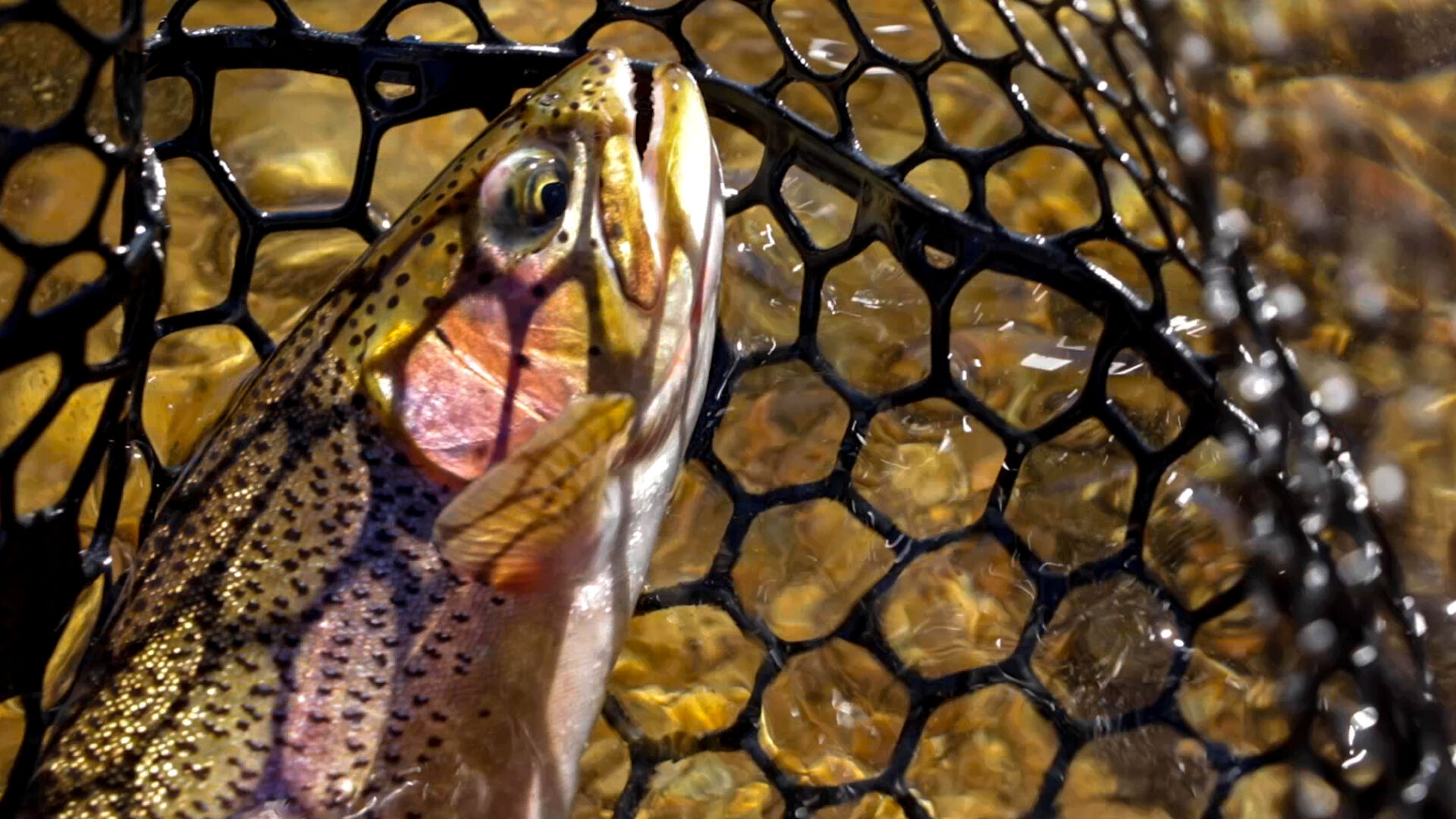 Cramer_Flyfishing03.jpg